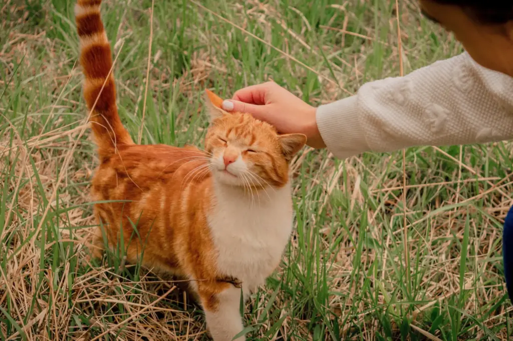 Person petting content orange tabby cat in grass.