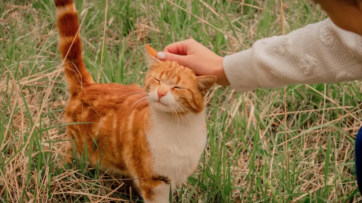 Person petting a happy orange cat outside