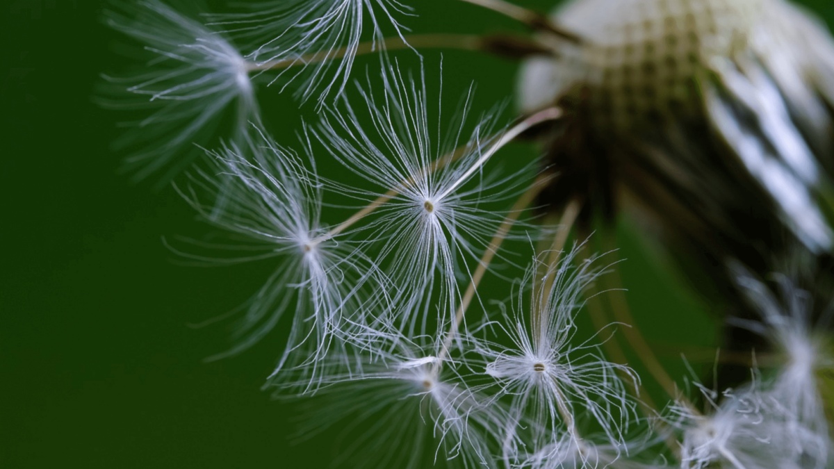 Close-up of dandelion seeds on green background